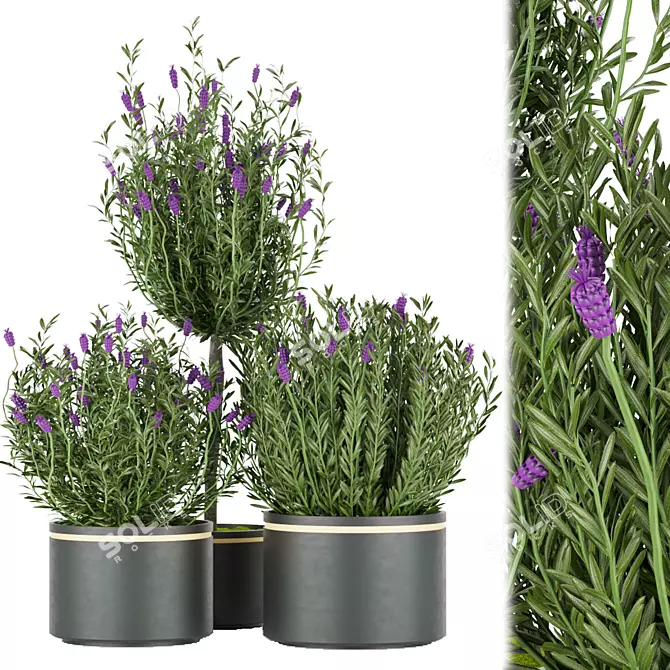 Premium Plant Collection Vol. 60 3D model image 1