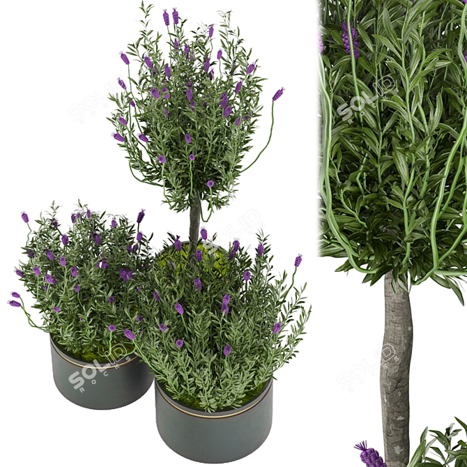 Premium Plant Collection Vol. 60 3D model image 2