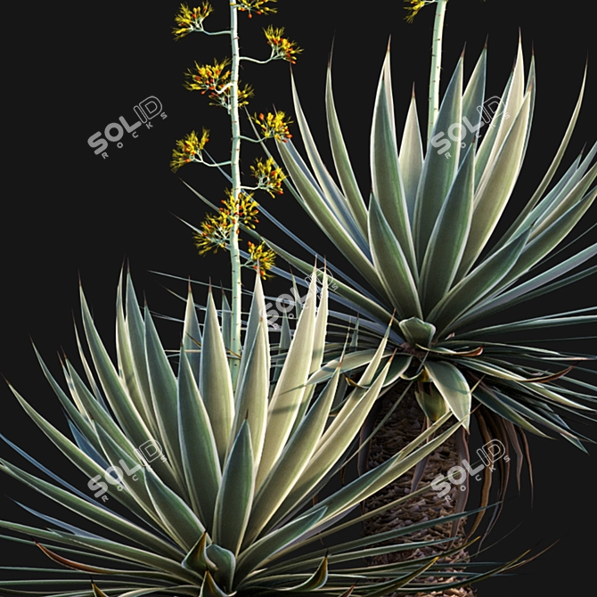 Caribbean Agave 3D Model Bundle 3D model image 2