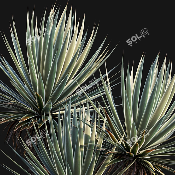 Caribbean Agave 3D Model Bundle 3D model image 3