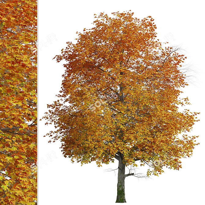 Gorgeous Norway Maple Tree: Vibrant Colors, Ideal for Landscaping 3D model image 2