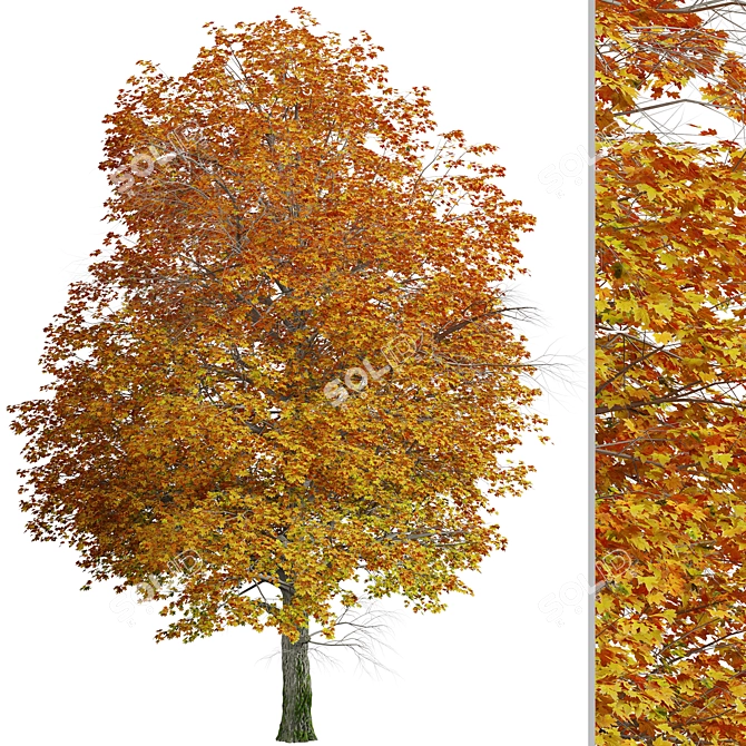 Gorgeous Norway Maple Tree: Vibrant Colors, Ideal for Landscaping 3D model image 5