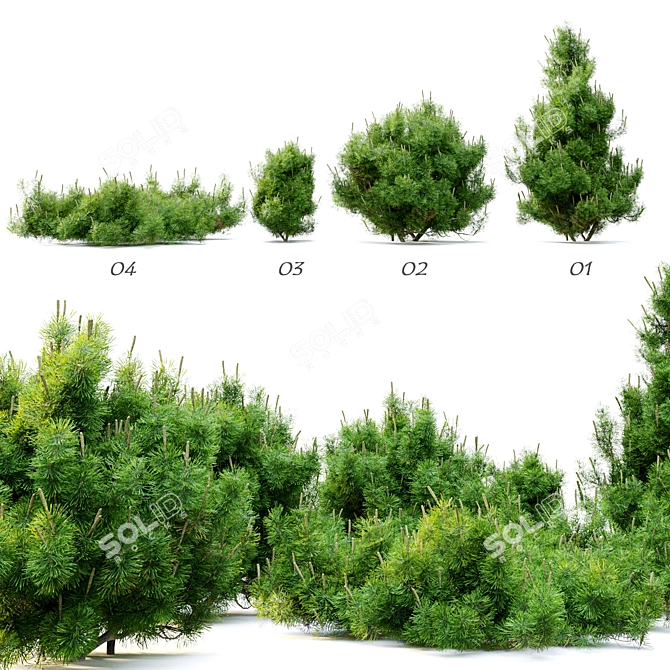 Compact Mugo Pine Trees 3D model image 3