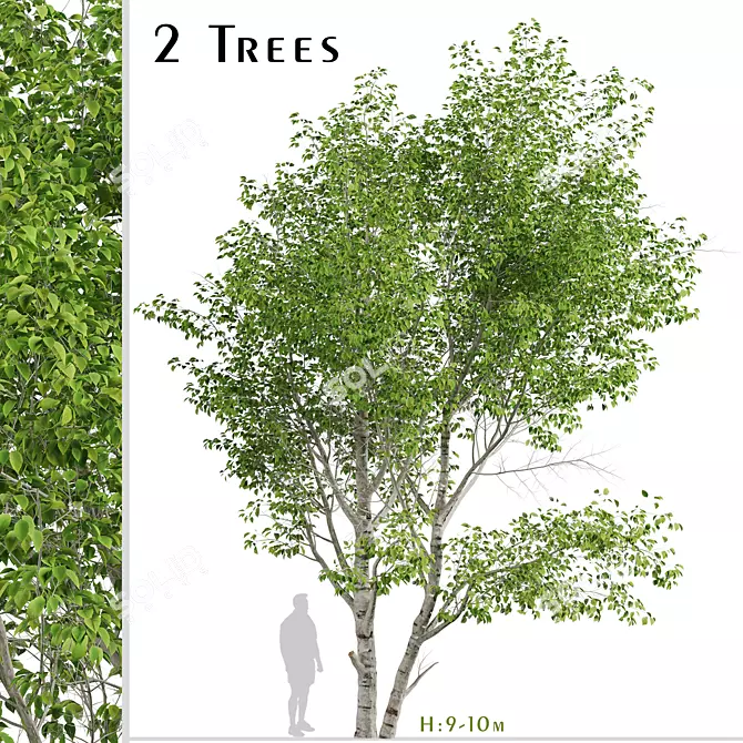 Duo Paper Birch Trees: Lifelike and Striking 3D model image 1