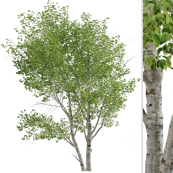 Duo Paper Birch Trees: Lifelike and Striking 3D model image 2