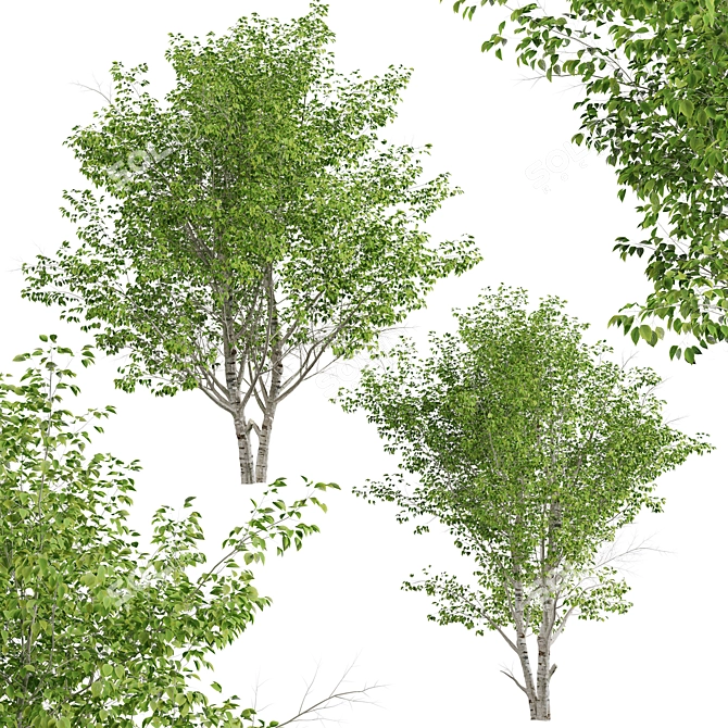 Duo Paper Birch Trees: Lifelike and Striking 3D model image 3