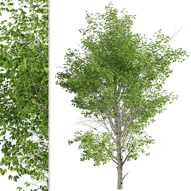 Duo Paper Birch Trees: Lifelike and Striking 3D model image 4