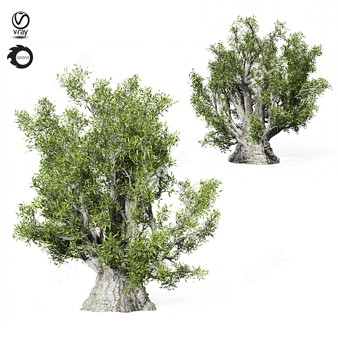 Evergreen Olive Tree Sculpture 3D model image 2