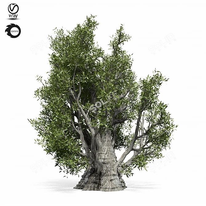 Evergreen Olive Tree Sculpture 3D model image 3