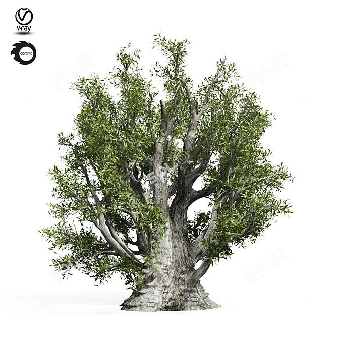 Evergreen Olive Tree Sculpture 3D model image 4