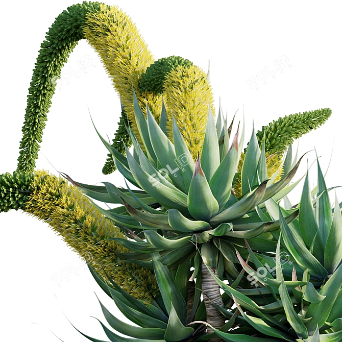 Agave attenuata - Fox tailail - 02 3D model image 2