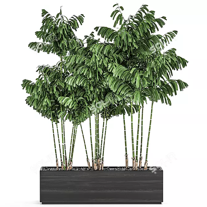 Tropical Plant Trio in Black Pots 3D model image 1