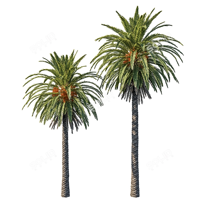 Exquisite Phoenix Palm Tree 3D model image 1