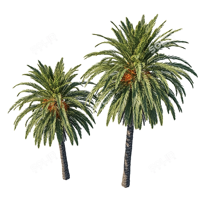 Exquisite Phoenix Palm Tree 3D model image 2