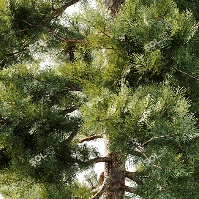 18m Pinus sylvestris Tree 3D model image 3