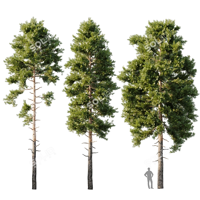 18m Pinus sylvestris Tree 3D model image 6