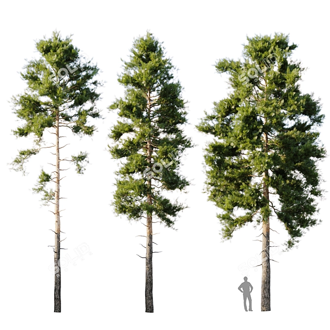 18m Pinus sylvestris Tree 3D model image 8
