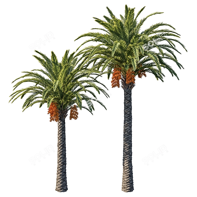 Phoenix Palm Tree 06: Detailed 3D Model 3D model image 1