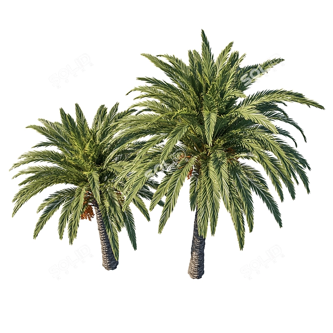 Phoenix Palm Tree 06: Detailed 3D Model 3D model image 2