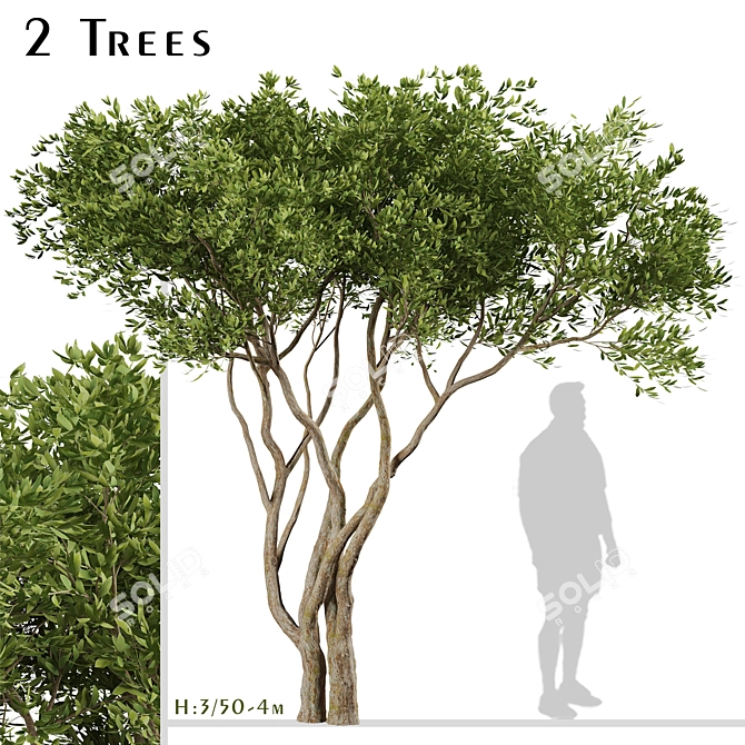 Evergreen Olives: Set of 2 Trees 3D model image 1