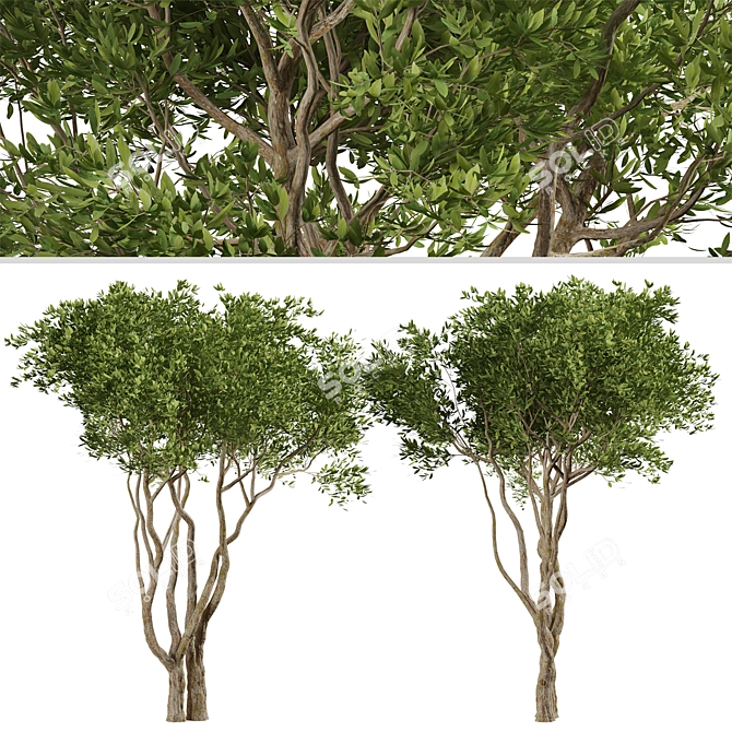 Evergreen Olives: Set of 2 Trees 3D model image 5