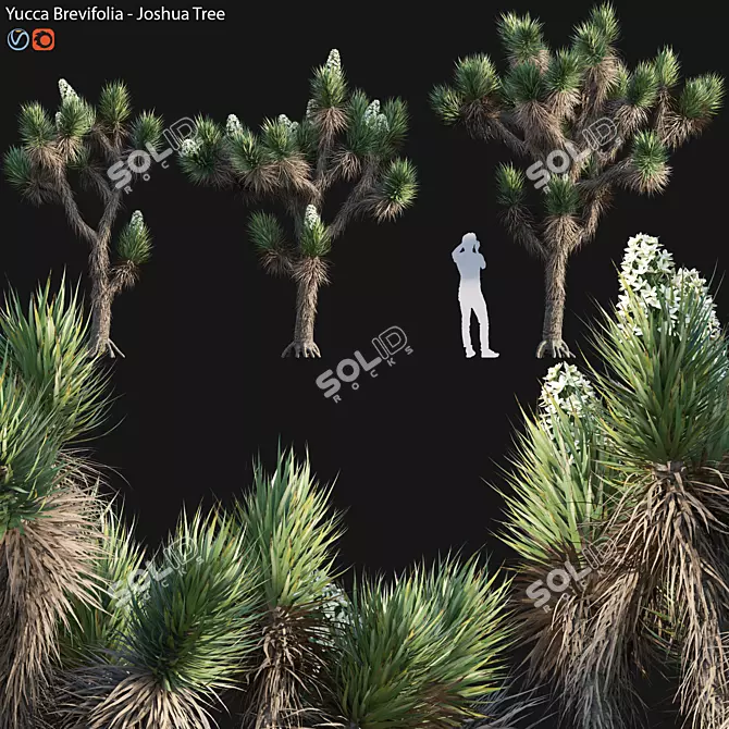 Desert Dream Yucca Tree - 3D Model 3D model image 1