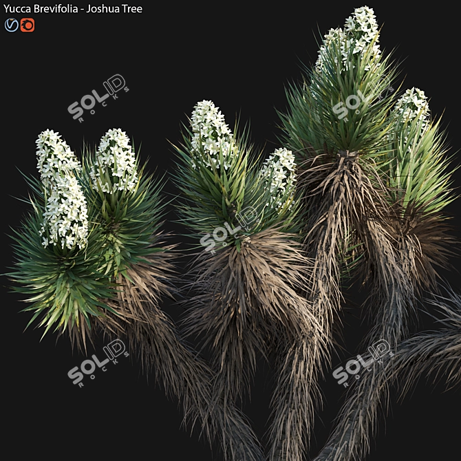 Desert Dream Yucca Tree - 3D Model 3D model image 2