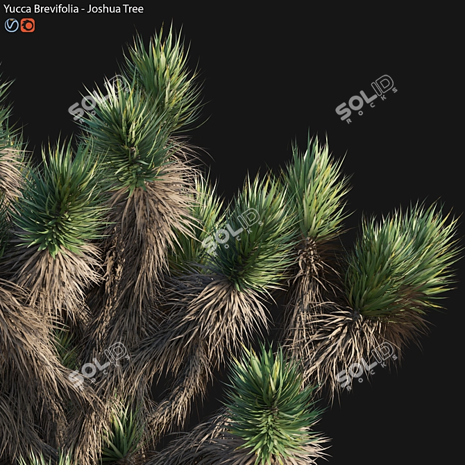 Desert Dream Yucca Tree - 3D Model 3D model image 3