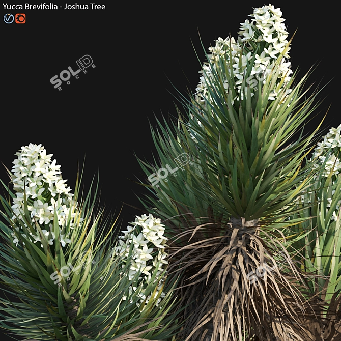 Desert Dream Yucca Tree - 3D Model 3D model image 4