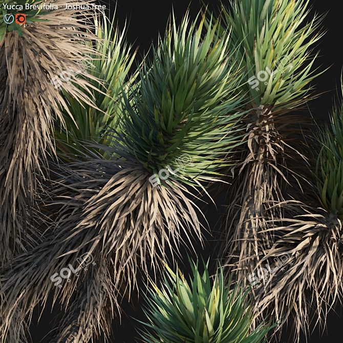 Desert Dream Yucca Tree - 3D Model 3D model image 5