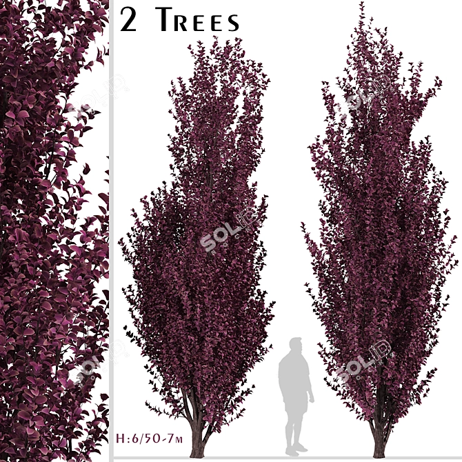 Crimson Pointe Plum Trees: Stunning Color and Columnar Form 3D model image 2