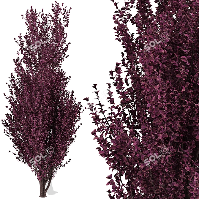 Crimson Pointe Plum Trees: Stunning Color and Columnar Form 3D model image 3