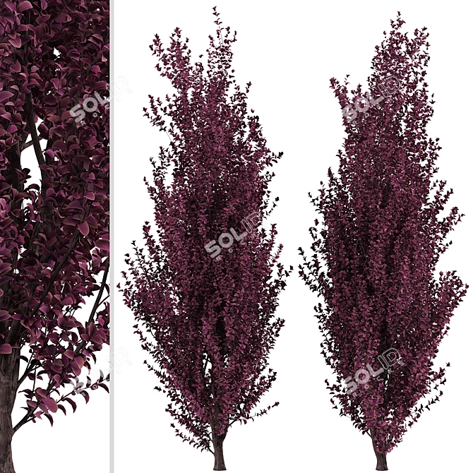Crimson Pointe Plum Trees: Stunning Color and Columnar Form 3D model image 4