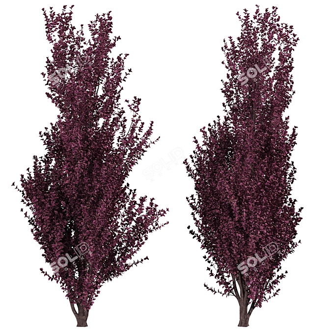 Crimson Pointe Plum Trees: Stunning Color and Columnar Form 3D model image 6