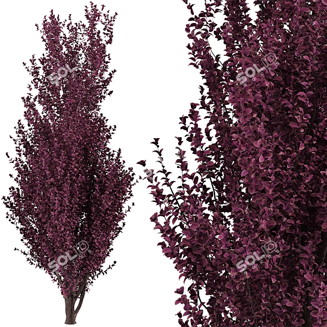 Crimson Pointe Plum Trees: Stunning Color and Columnar Form 3D model image 7