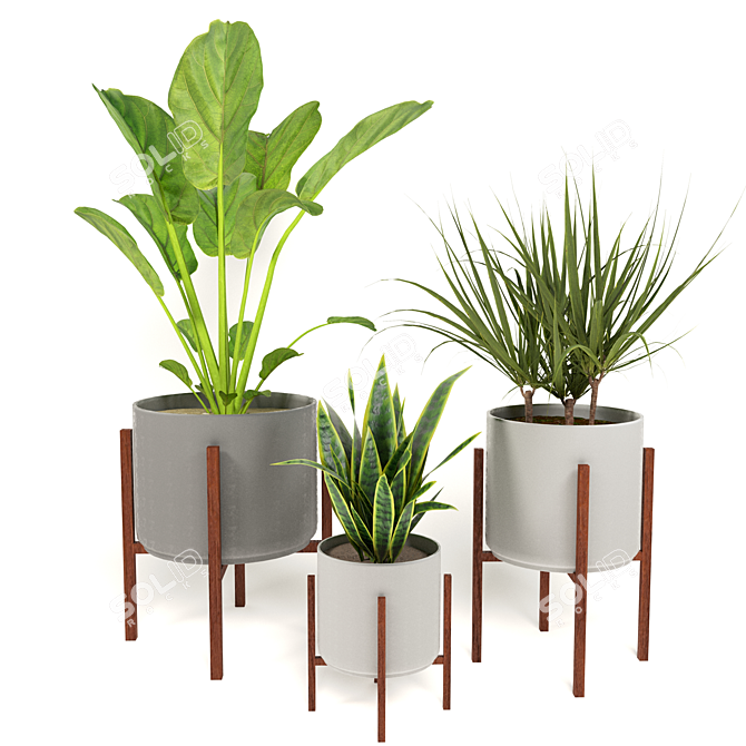 Green Oasis Trio: Snake Plant, Fiddle Fig & Dragon Plant 3D model image 1