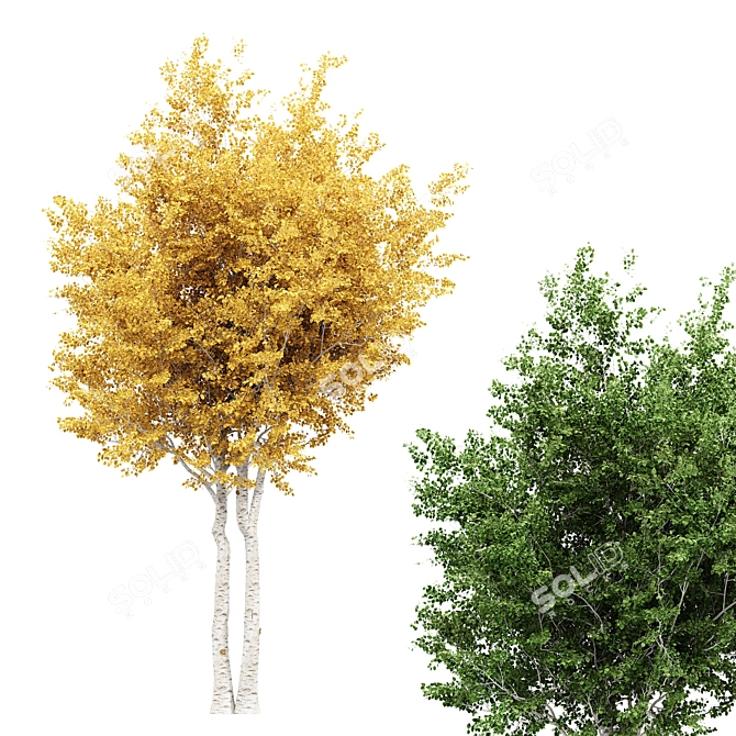 Silver Birch Tree - Betula Pendula 3D model image 2