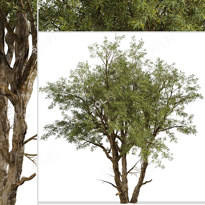 Eucalyptus Red Gum Tree: Vibrant Australian Evergreen 3D model image 2