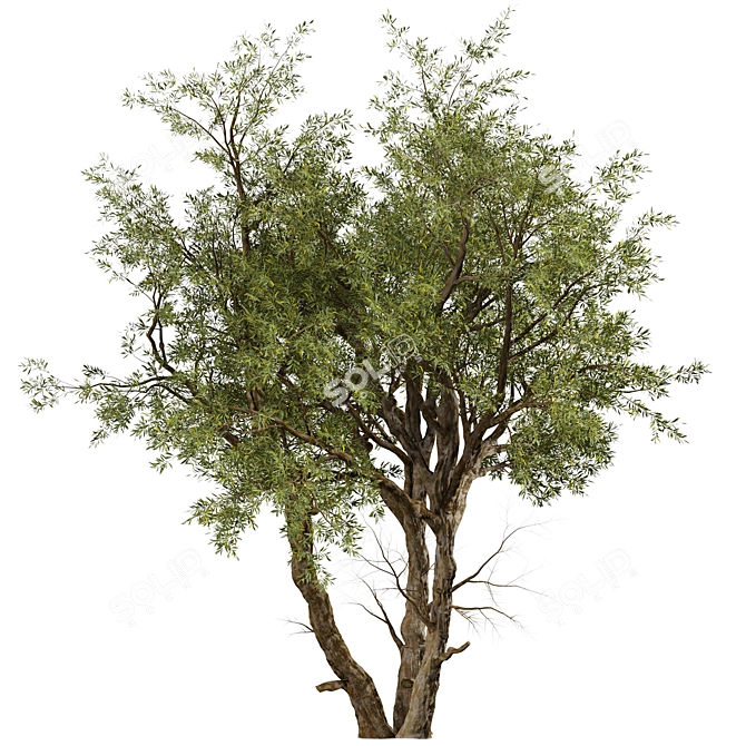 Eucalyptus Red Gum Tree: Vibrant Australian Evergreen 3D model image 5