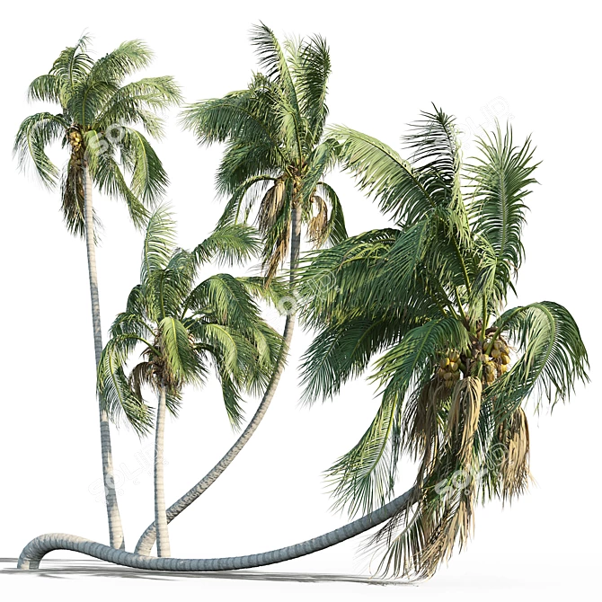 Tropical Coconut Palm Trees 3D model image 1