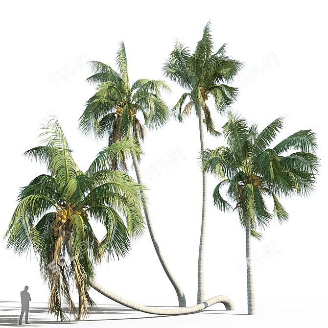 Tropical Coconut Palm Trees 3D model image 2