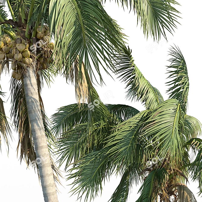 Tropical Coconut Palm Trees 3D model image 3