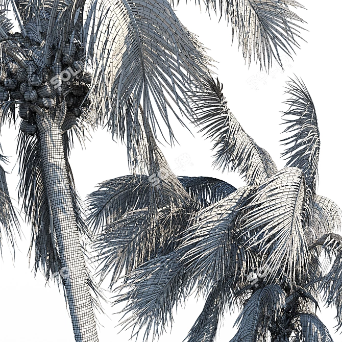 Tropical Coconut Palm Trees 3D model image 4