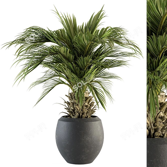 Tropical Palm Plant in Pot 3D model image 1