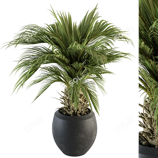 Tropical Palm Plant in Pot 3D model image 2