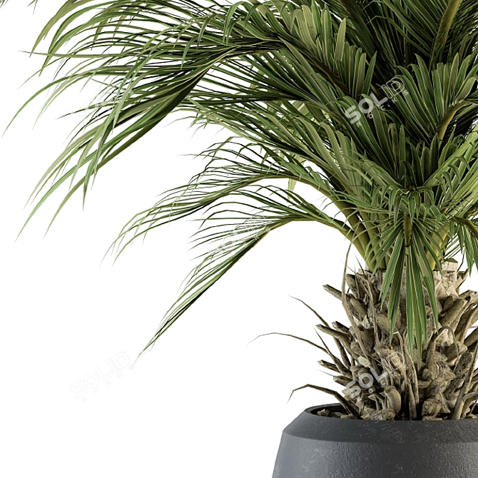 Tropical Palm Plant in Pot 3D model image 3