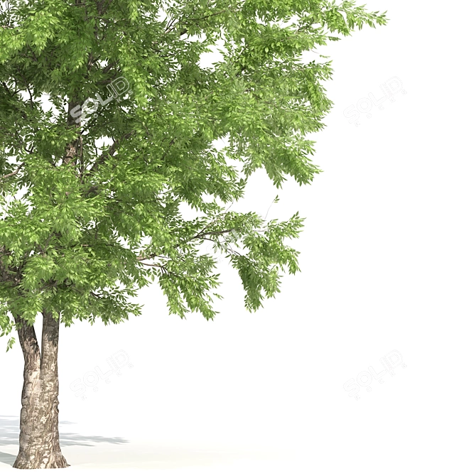 Texas Ash Tree: Tall and Detailed 3D model image 2