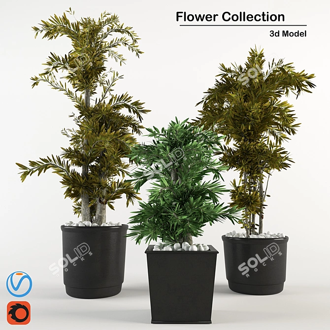 Indoor Plant Collection: 3D & High Quality 3D model image 1