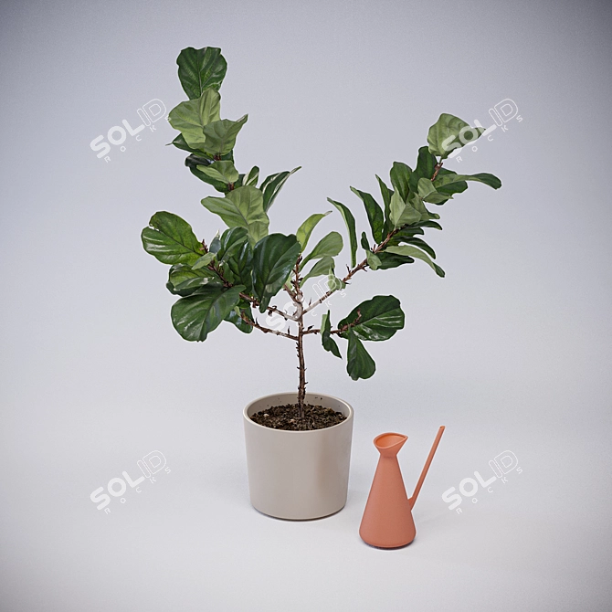 Realistic Fiddle-Leaf Fig 3D Model 3D model image 2