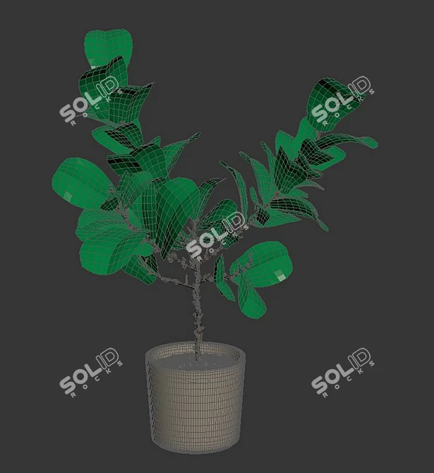 Realistic Fiddle-Leaf Fig 3D Model 3D model image 5